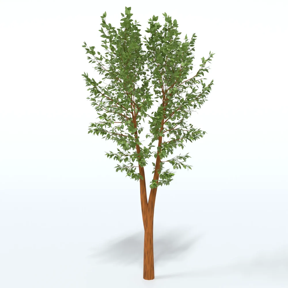 Cartoon Tree