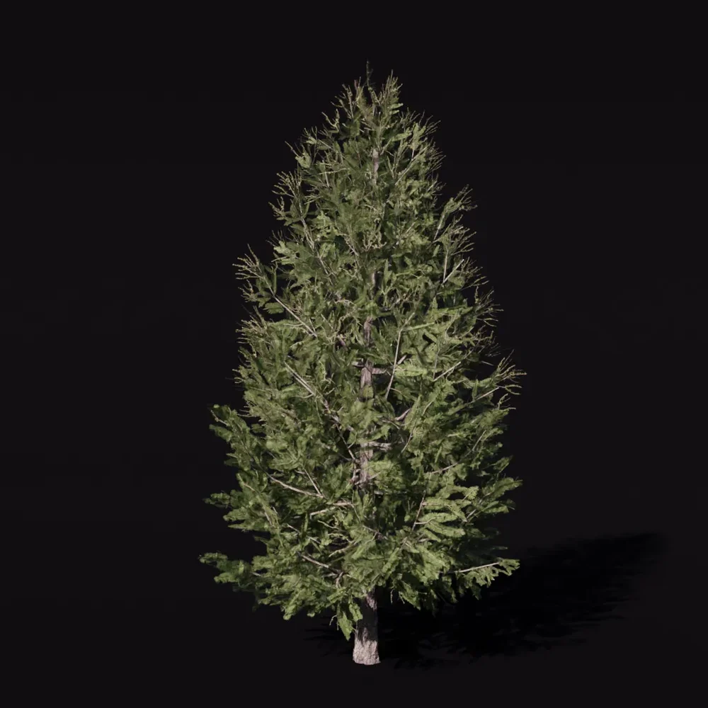 Tree Larchsiberian Green A1