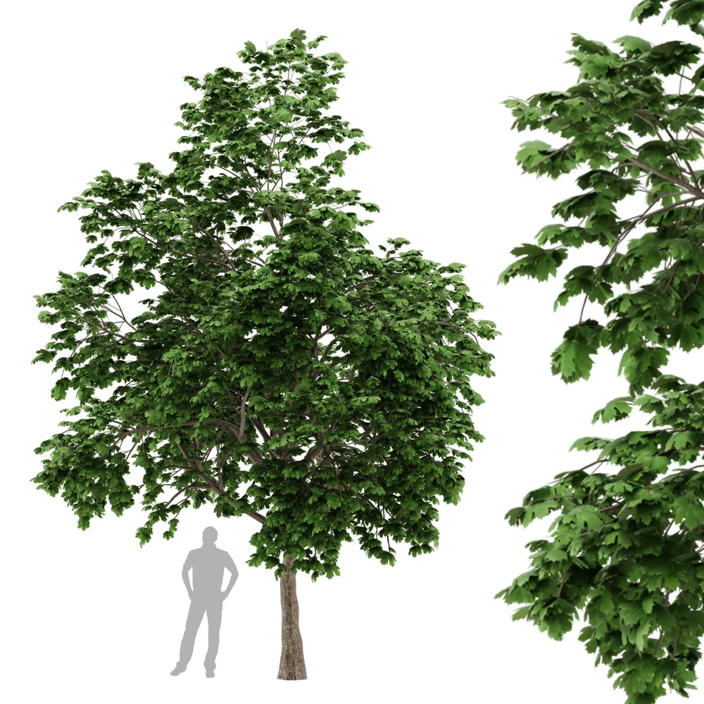 Norway Maple Tree