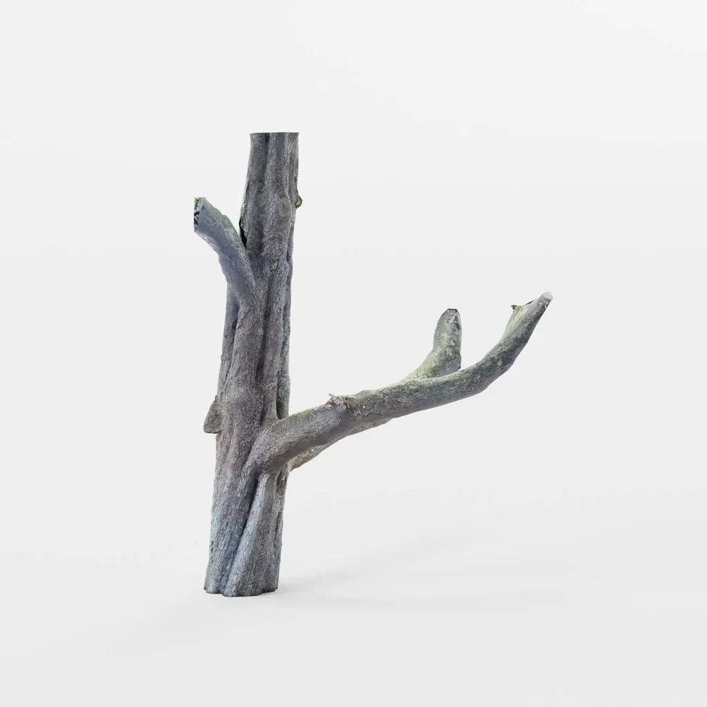 Photoscan Old Tree