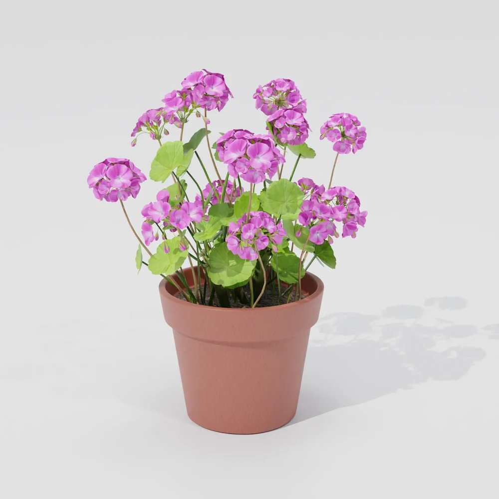 Pink Geranium