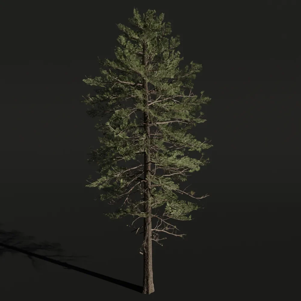 Tree Pinesiberian A1