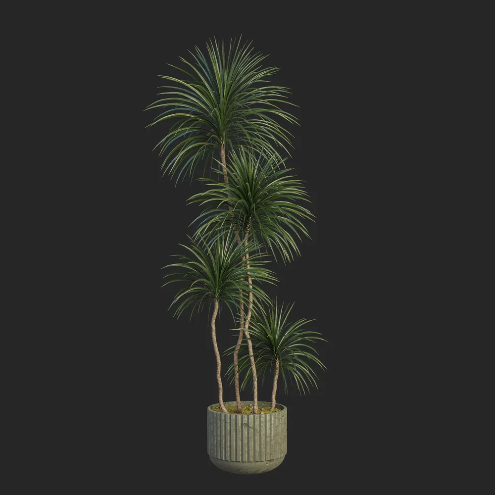 Plant