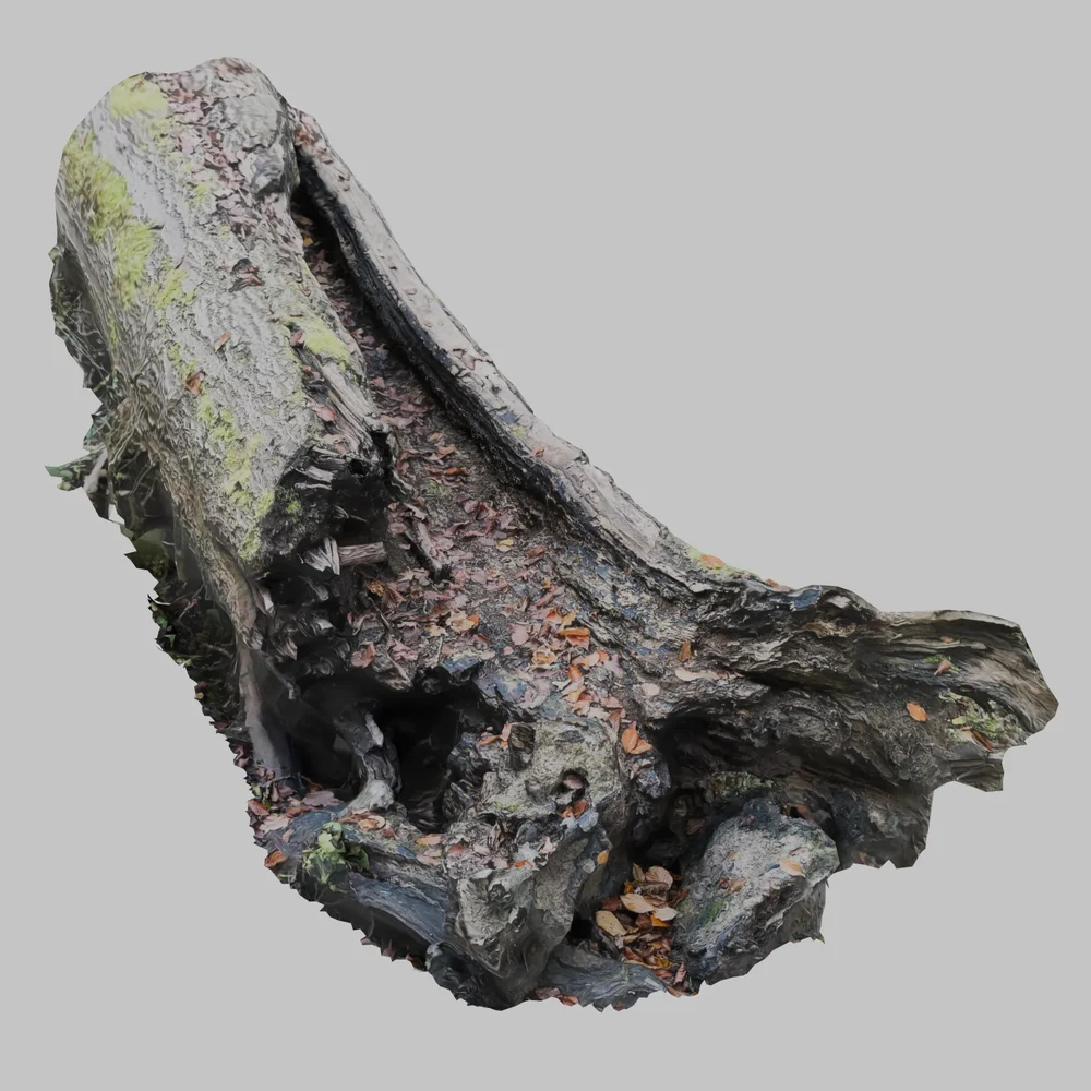 Photoscan Dead Fallen Tree Root