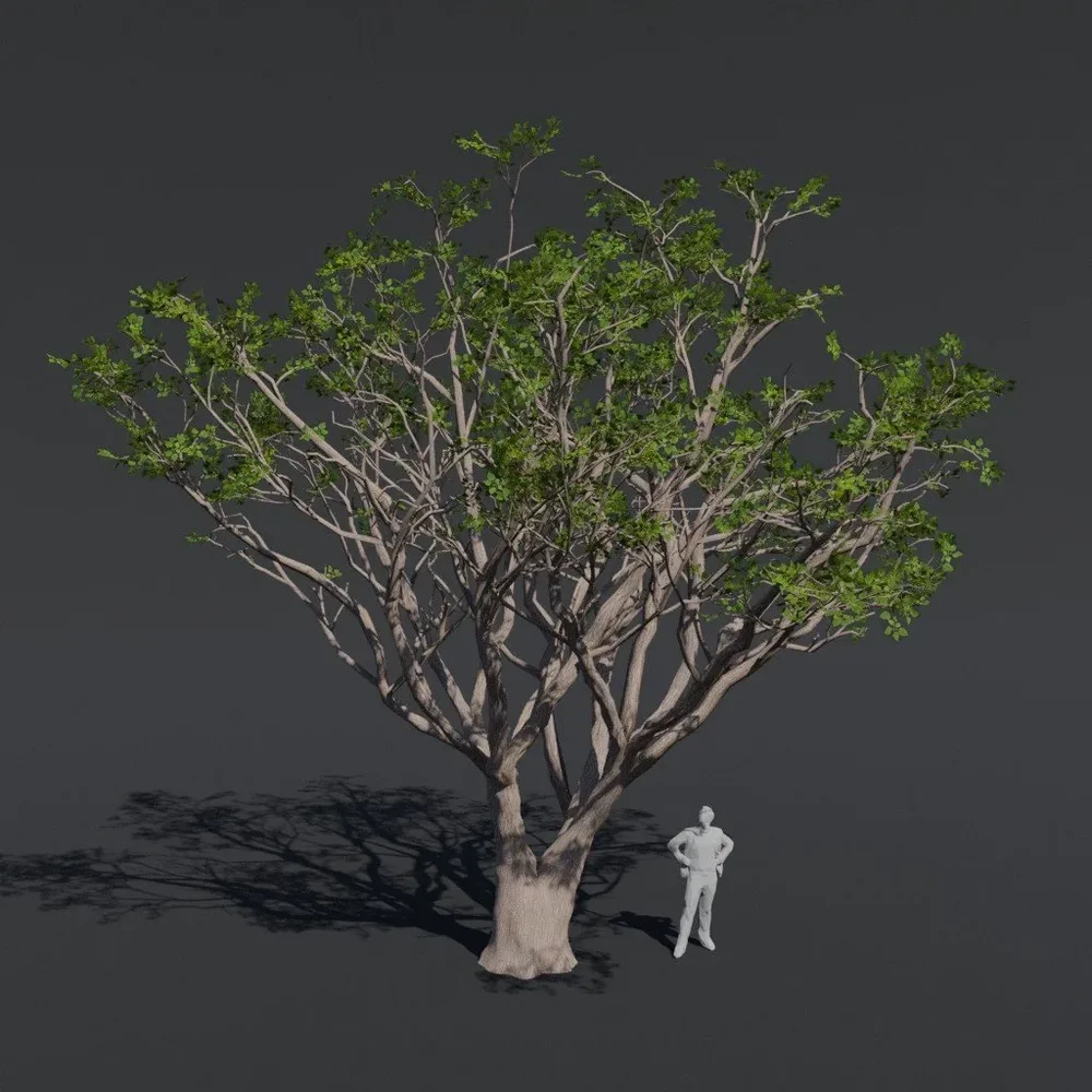 Tree Red Coral B1