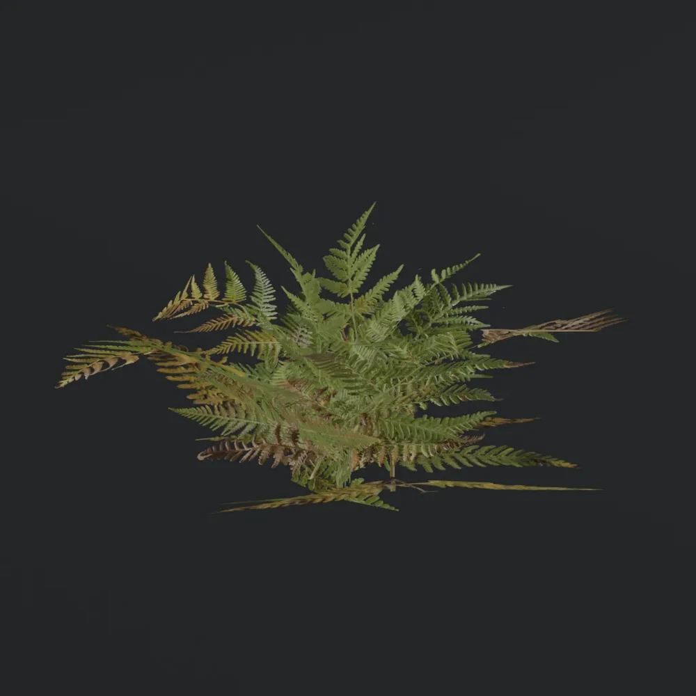 Small Fern C1