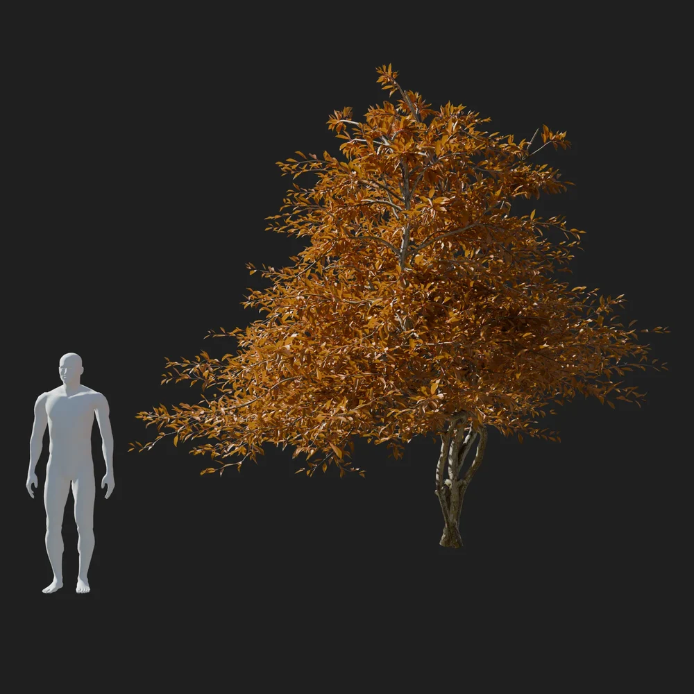 Brown Lemon Tree