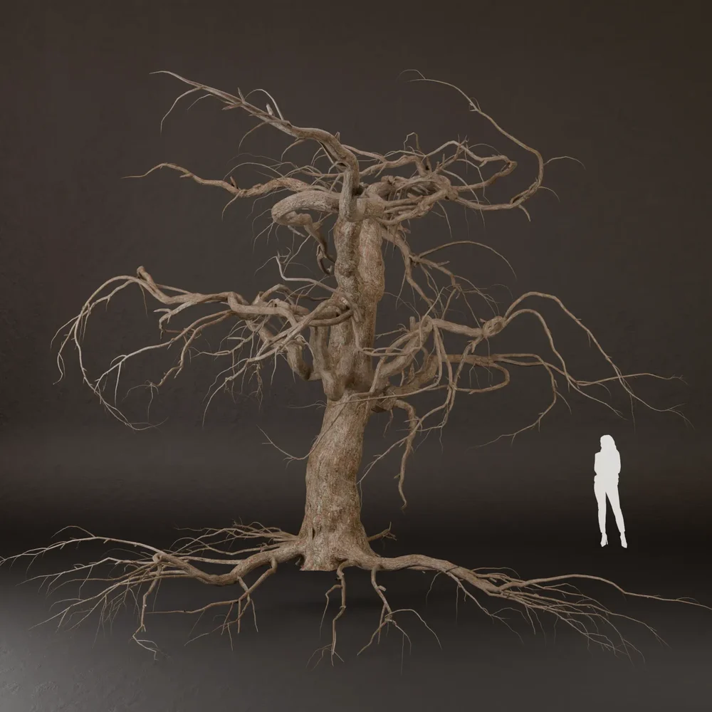 Sj-Tree Dry With Exposed Branches