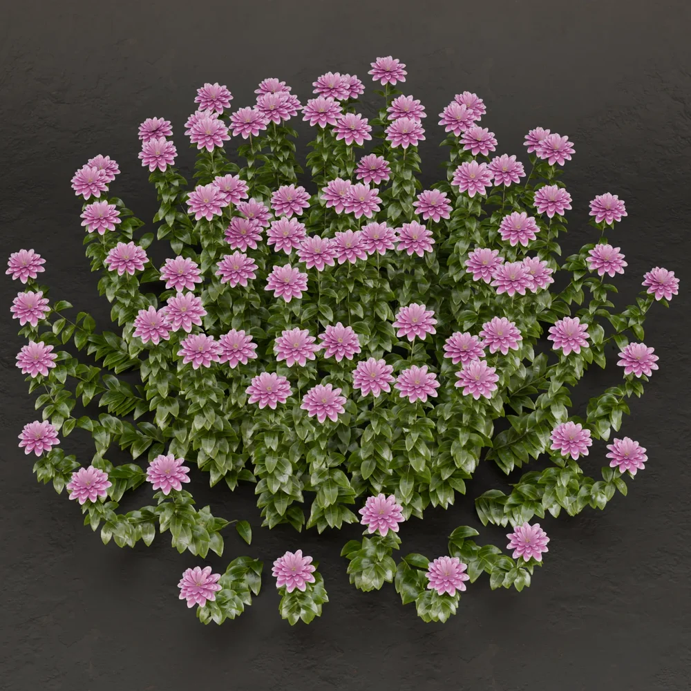 Sj-Velvet Petal Bush