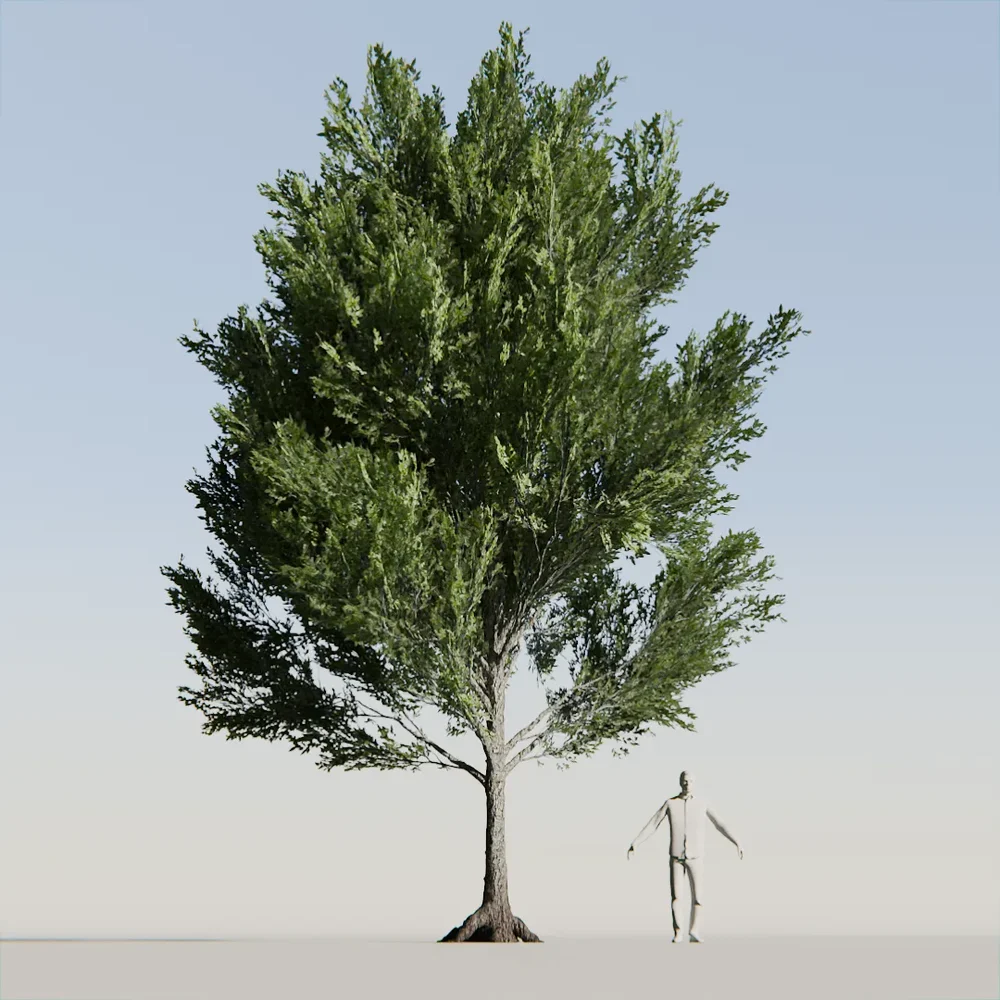American Beech Tree Variation Low Poly