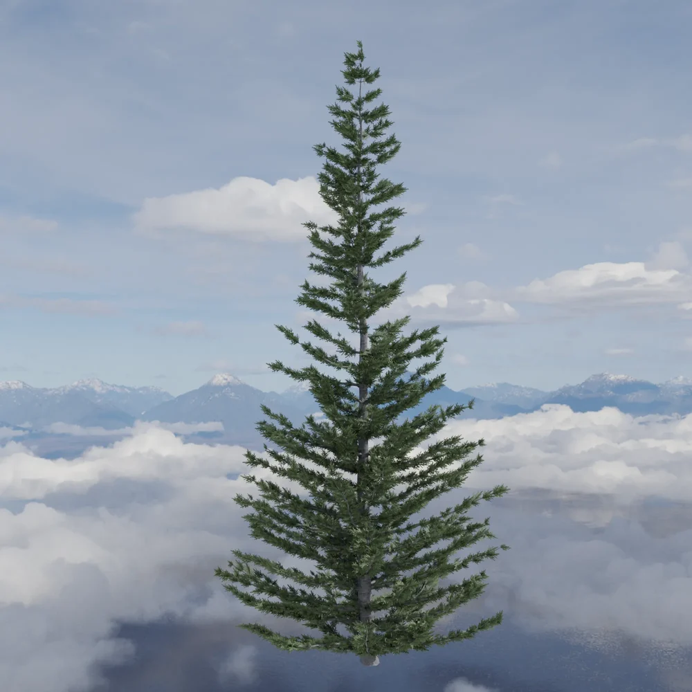 Evergreen Fir Tree Large