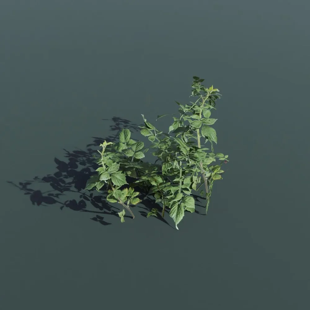Plant Wild Raspberry Small