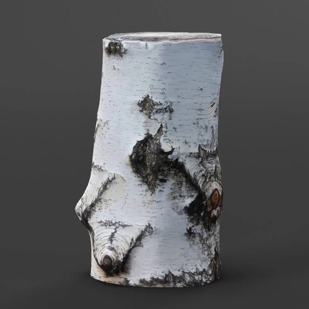 Birch Tree Trunk 01