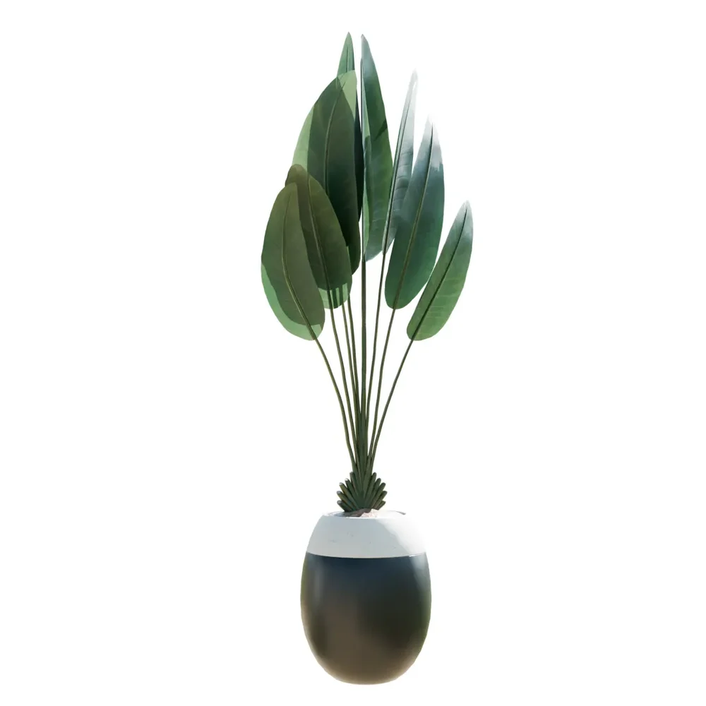 Indoor Plant Bird Of Paradisebird
