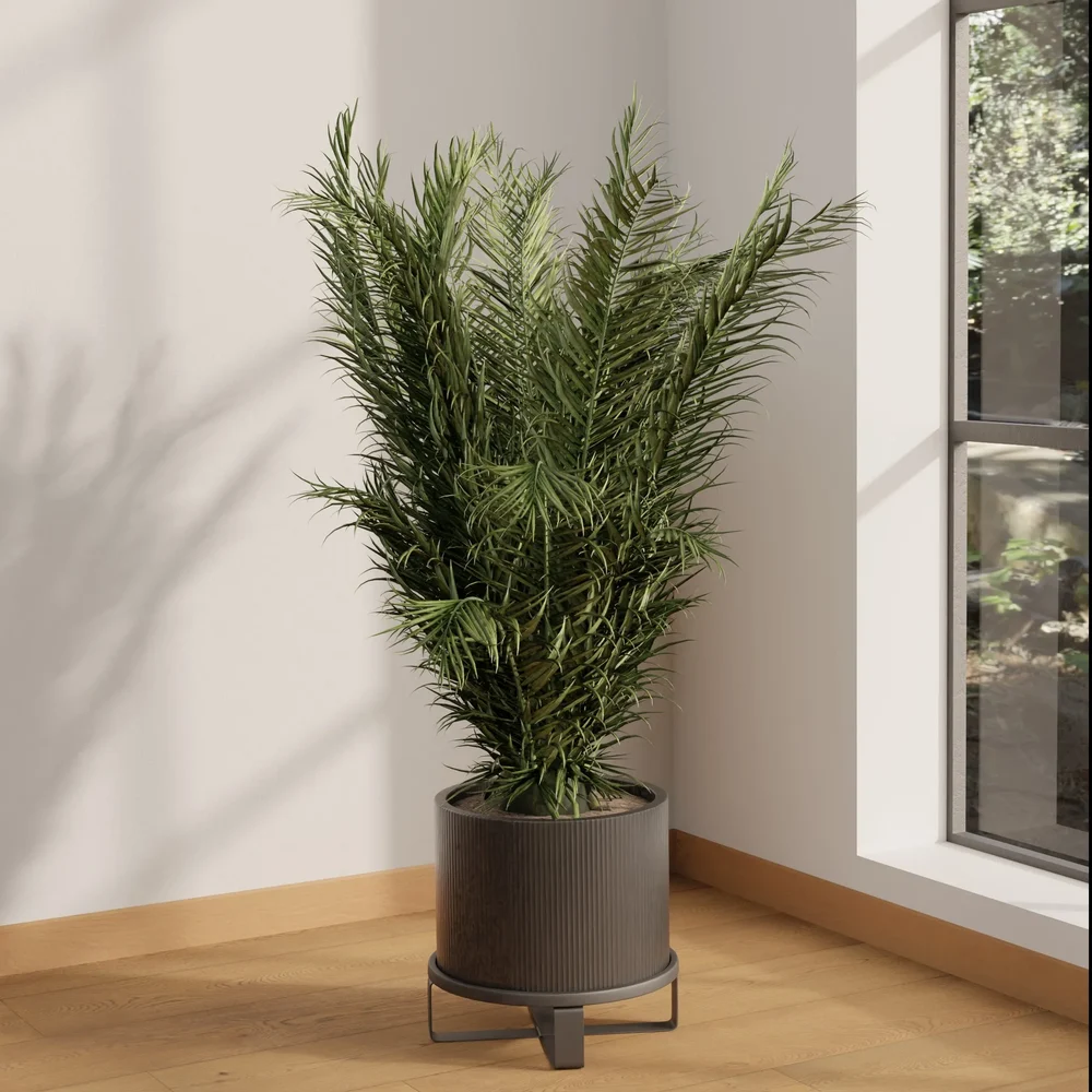 Areca Palm Corner Plant