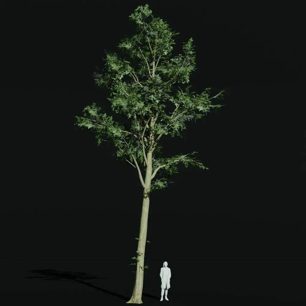Hornbeam Tall