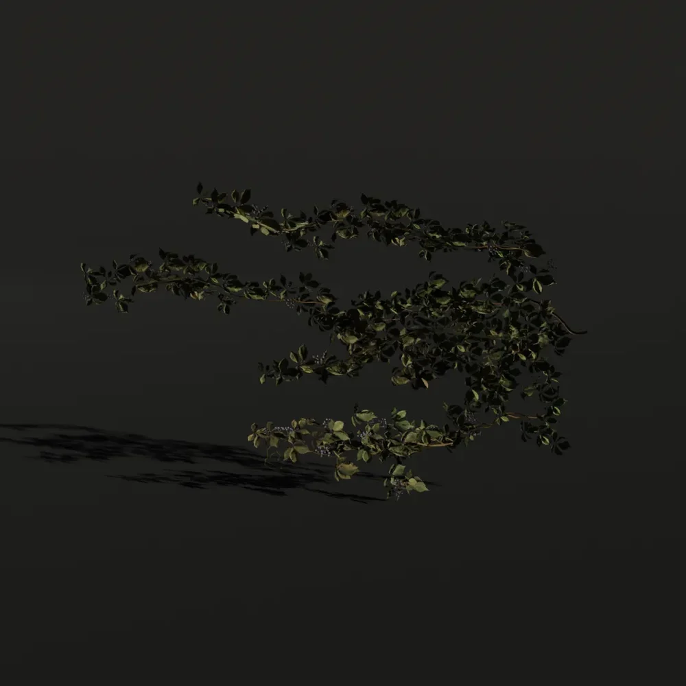 Creepers Vine B1