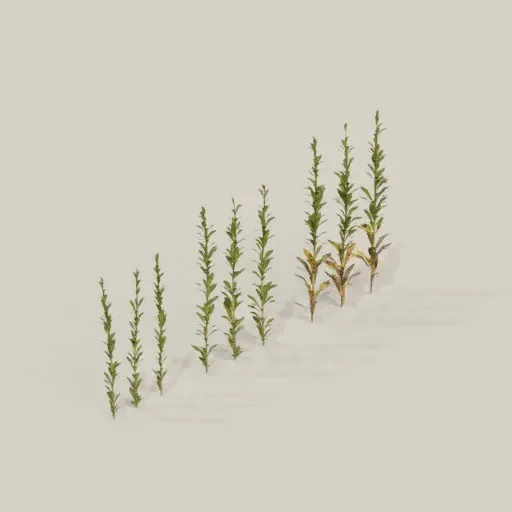 Small Weeds