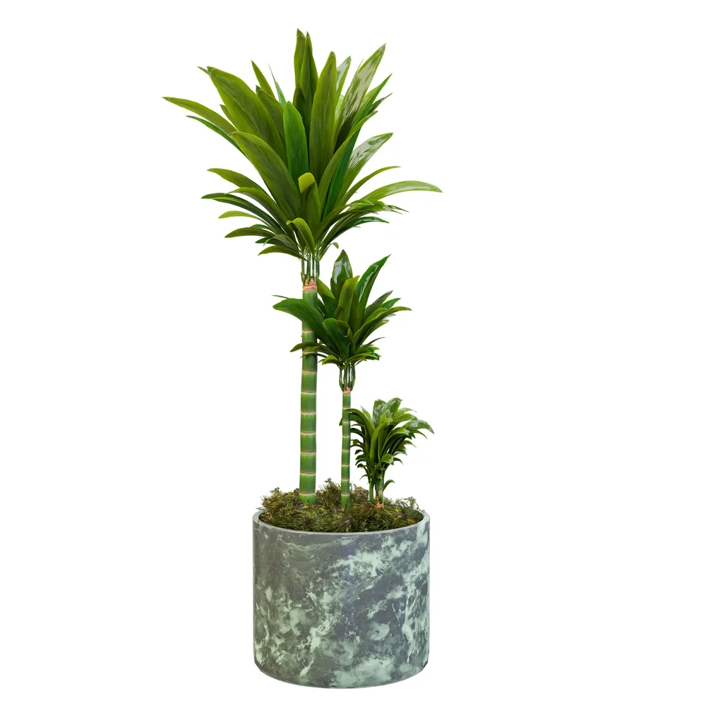 Dracaena Trio