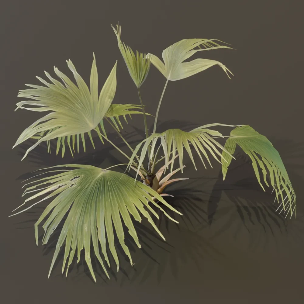 Fan Palm Small