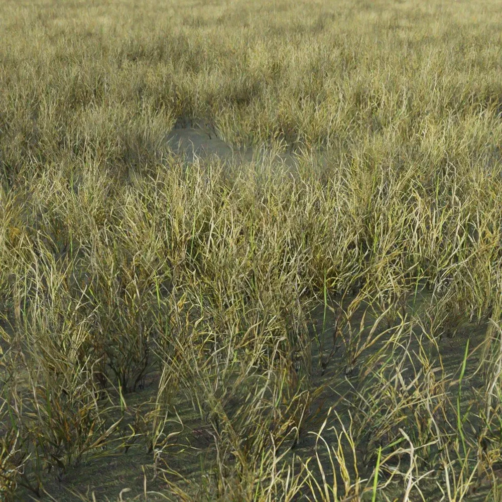Grass Generic Small Dry Sparse
