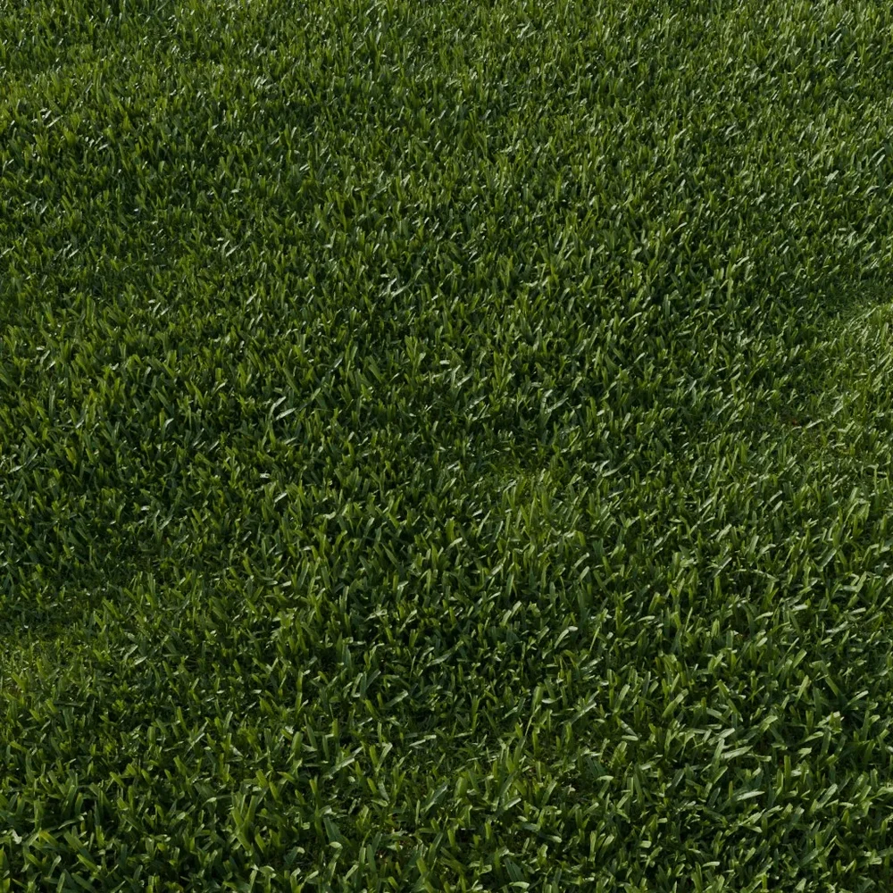 Garden Lawn Grass