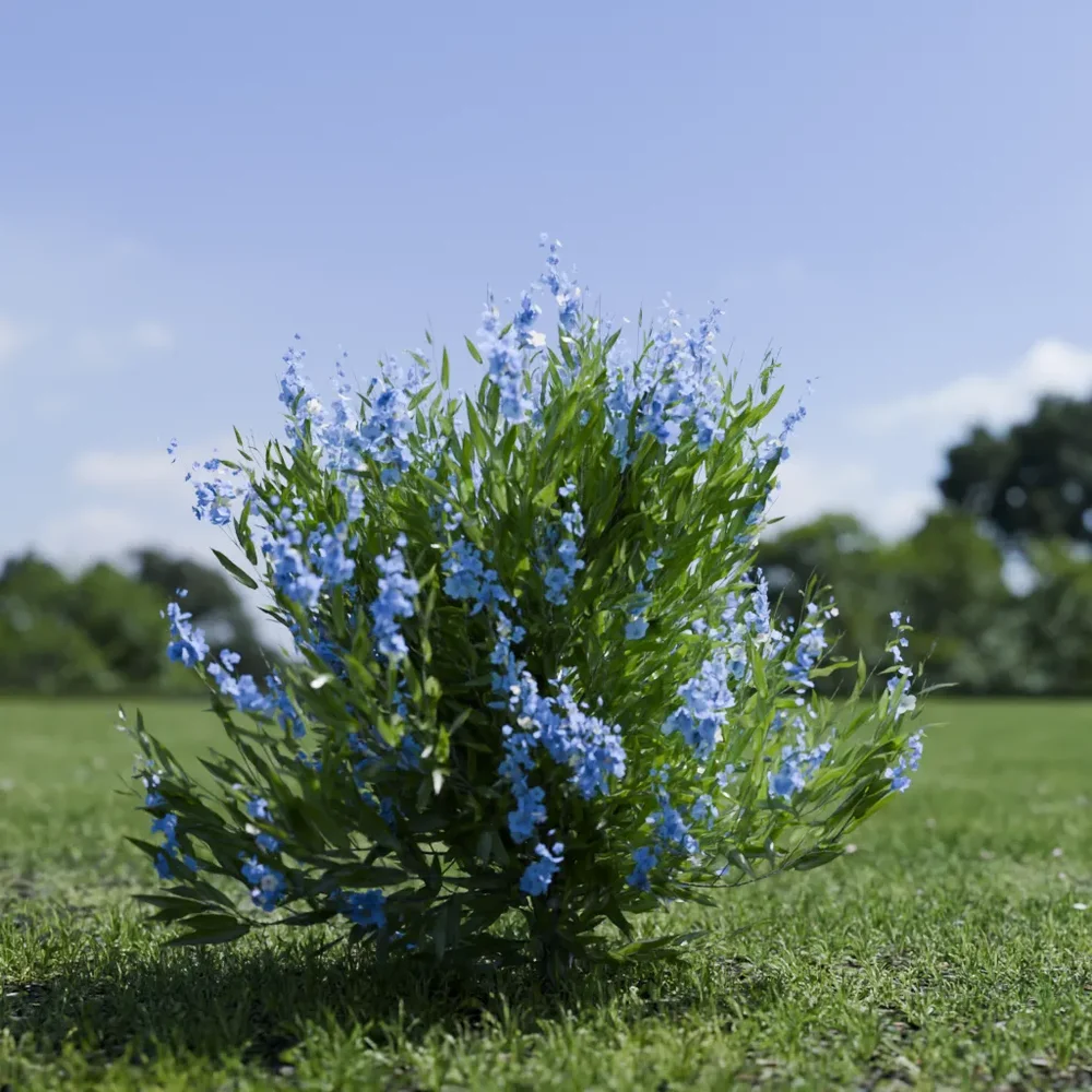 Shurb - Caryopteris Bluebeard Animated