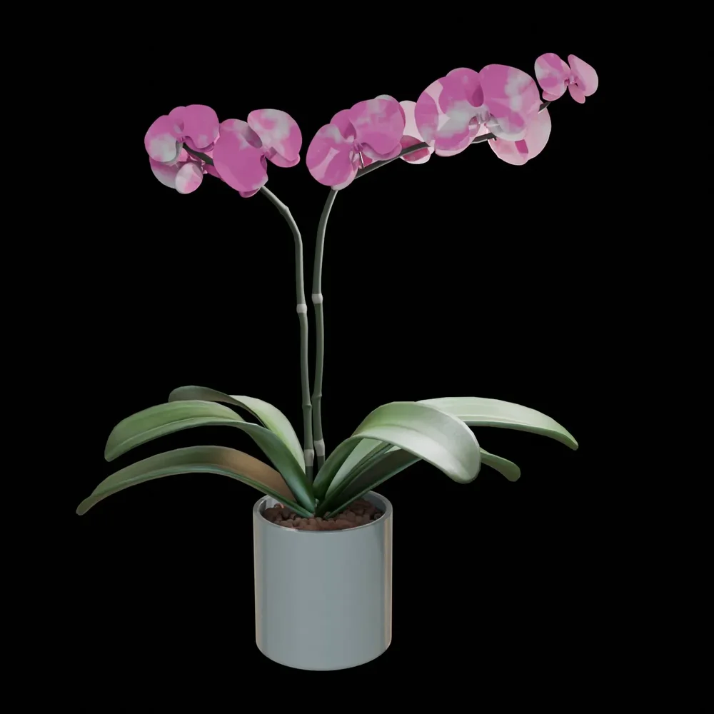Realistic Phalaenopsis Orchid Flower