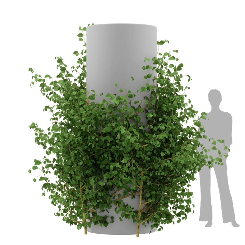 Ivy Simple Column - Chinese Trumpet Vine