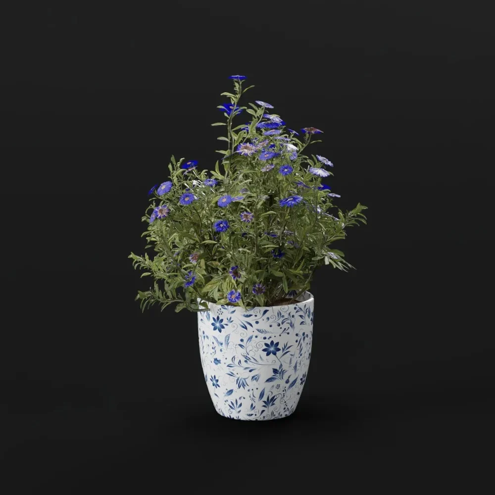 Flower Aster Potted Med
