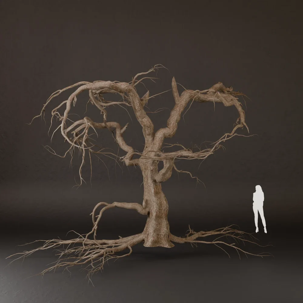 Sj-Old Tree Without Leaves