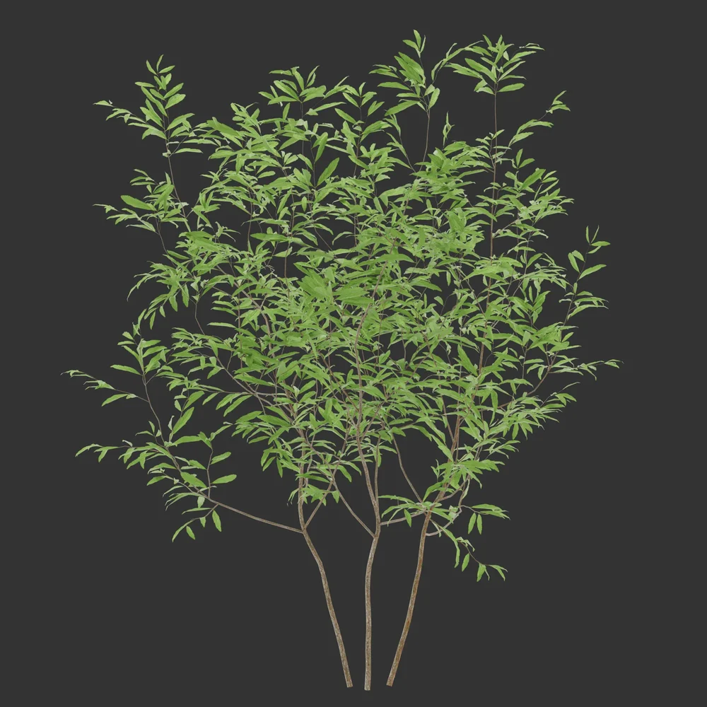 Summer Simple Bush Q