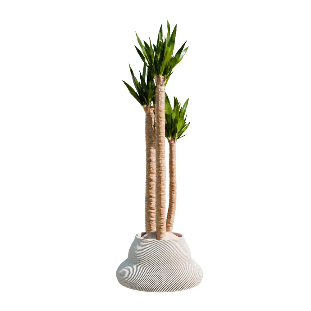 Indoor Plant Yucca Elephantipes Gigantea