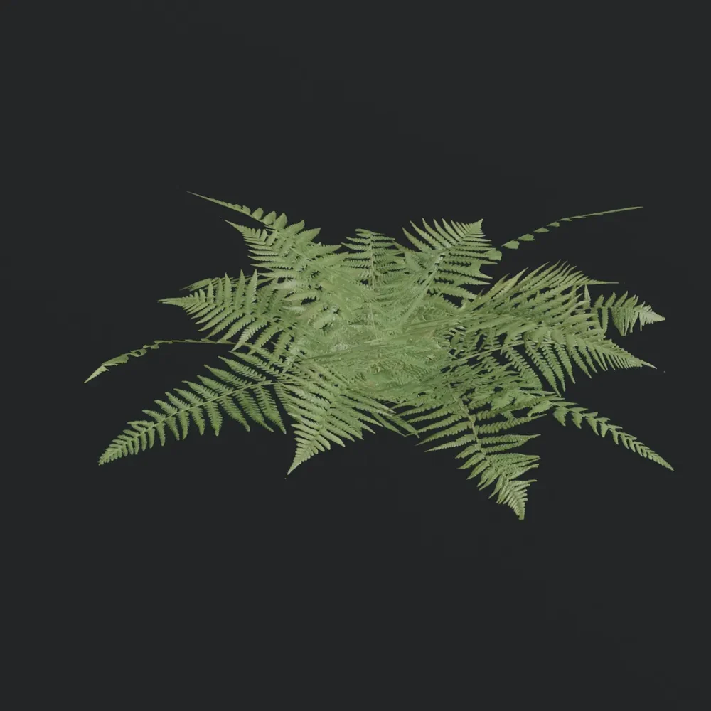 Bush Fern B1