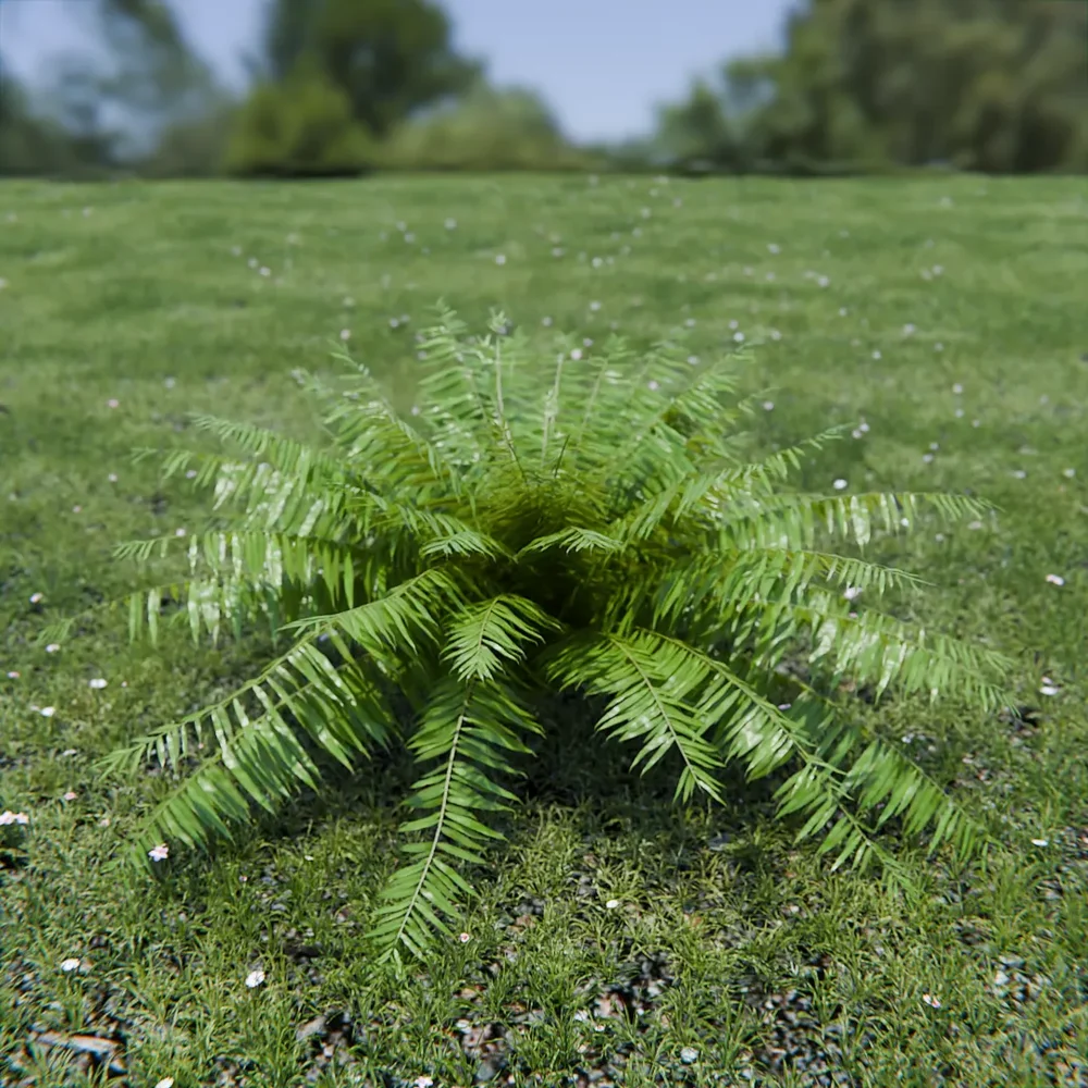 Hard Fern