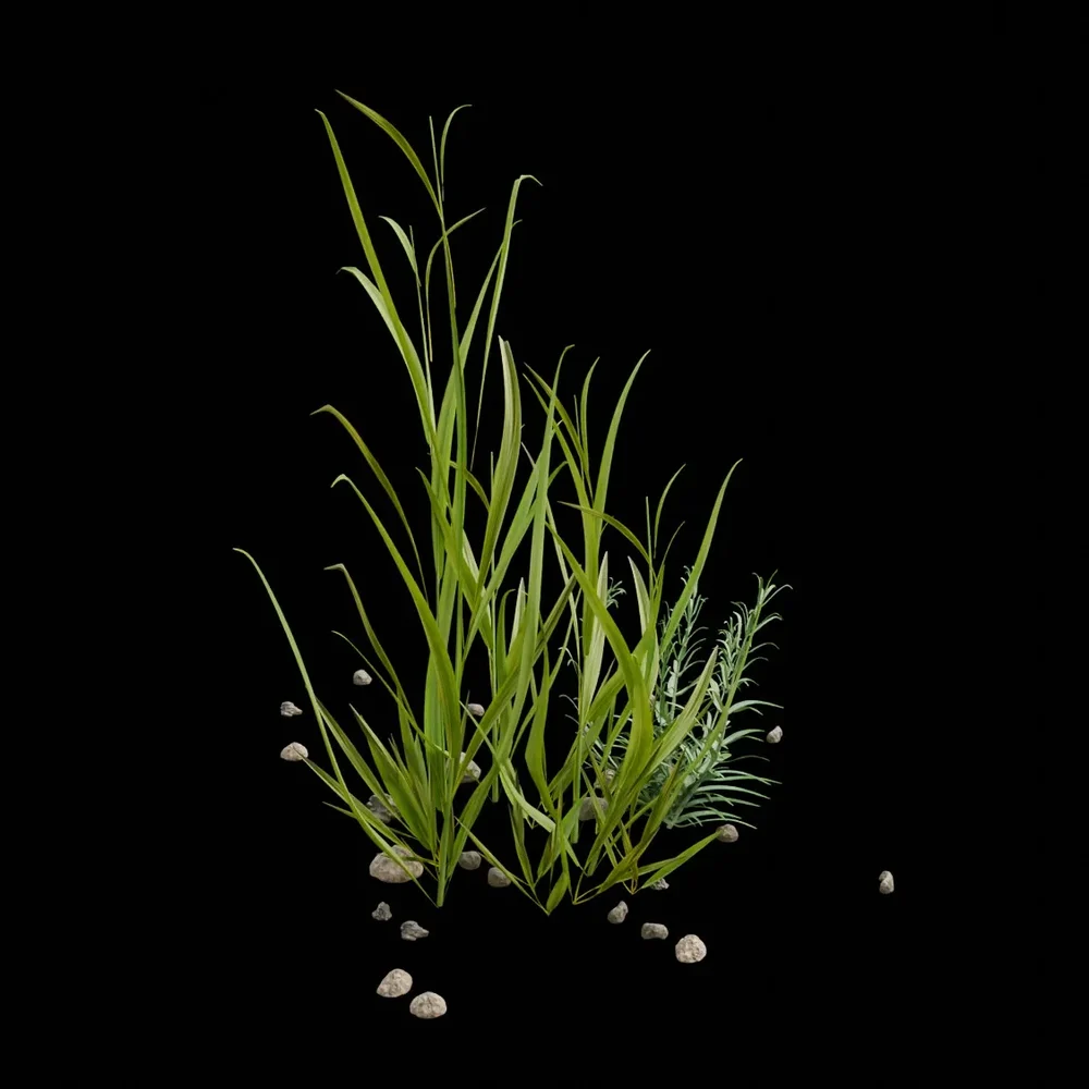 Real Herbs With Dietals