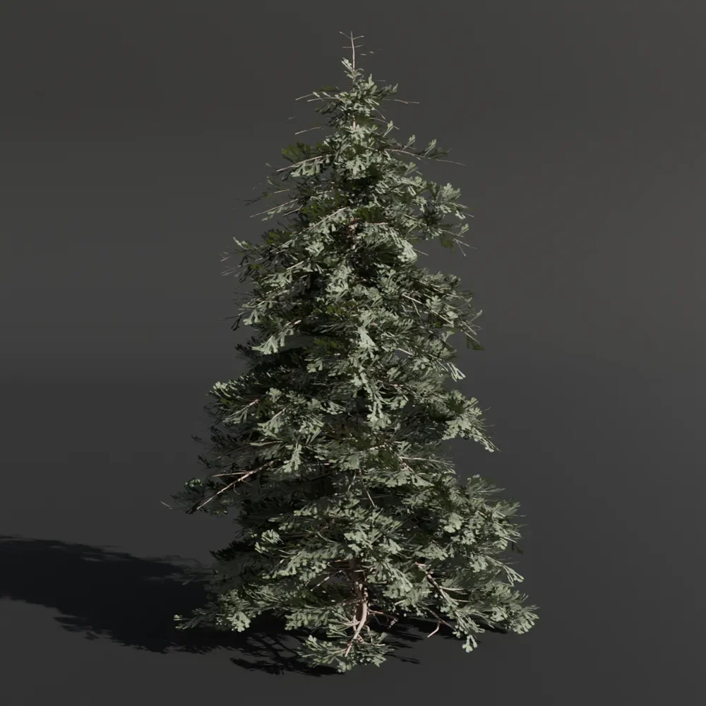 Abies Alba Silver Fir Small Tall