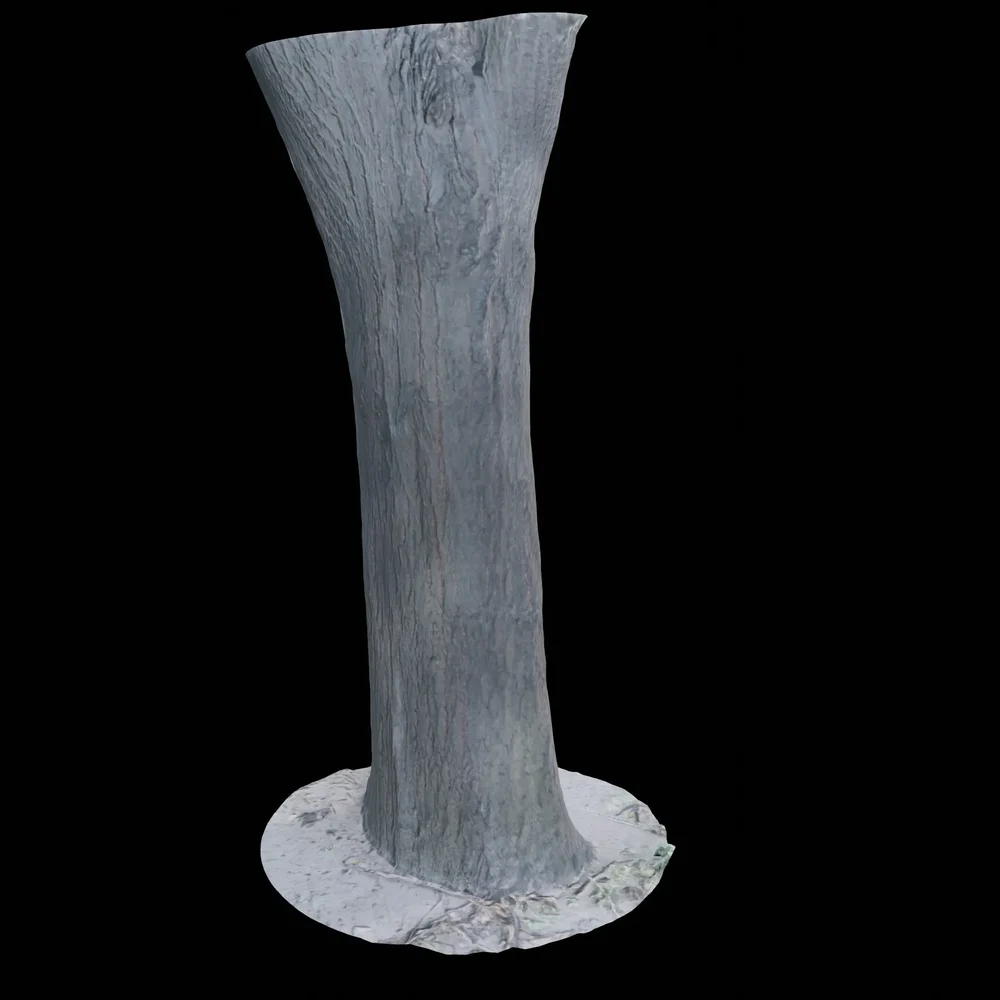 Tree Trunk Bark Scan
