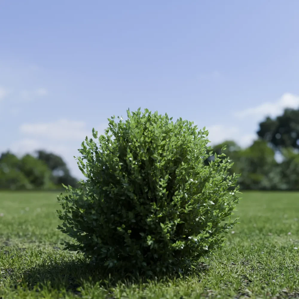 Shurb - Buxtussempervirens Boxwood