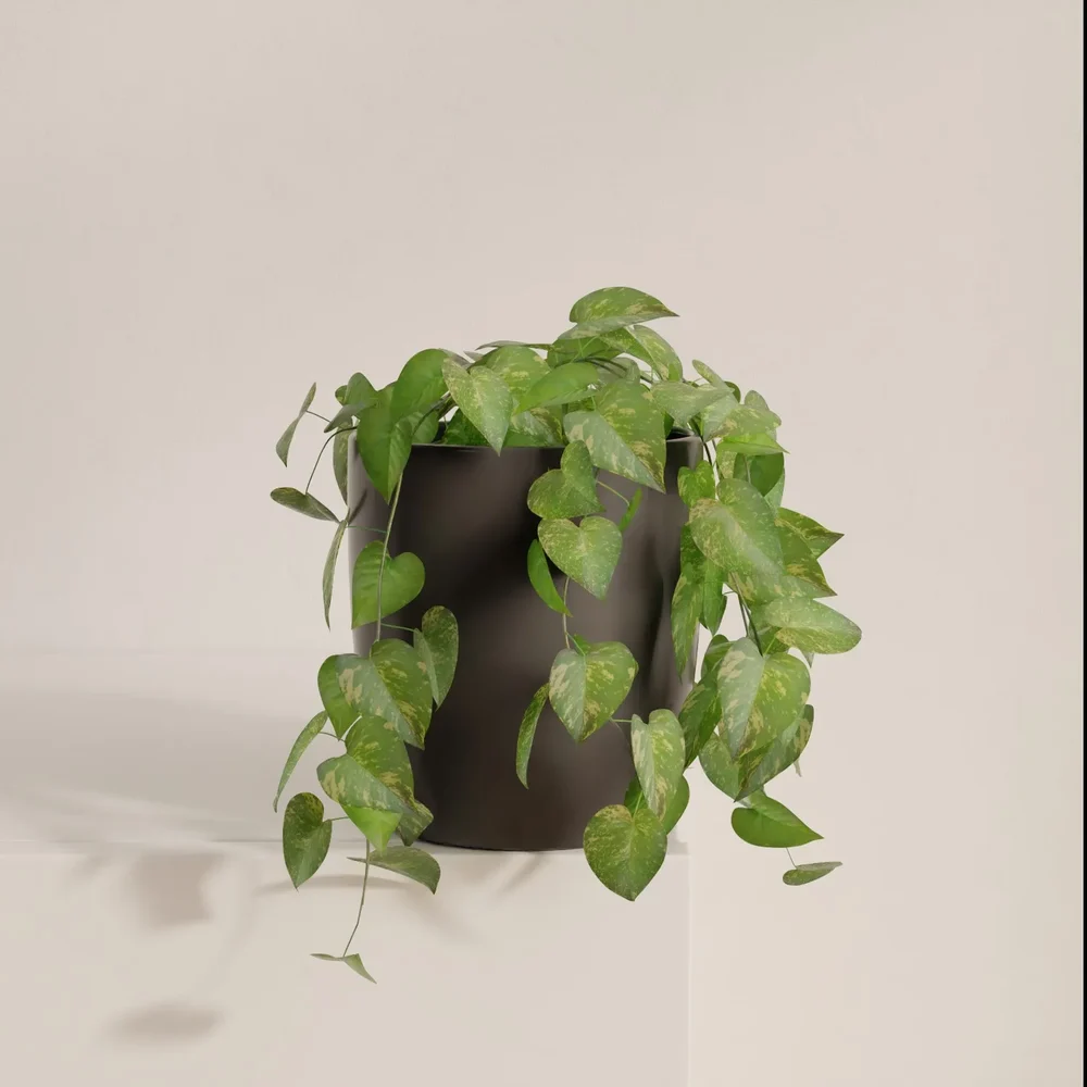 Pothos Vine In Pot