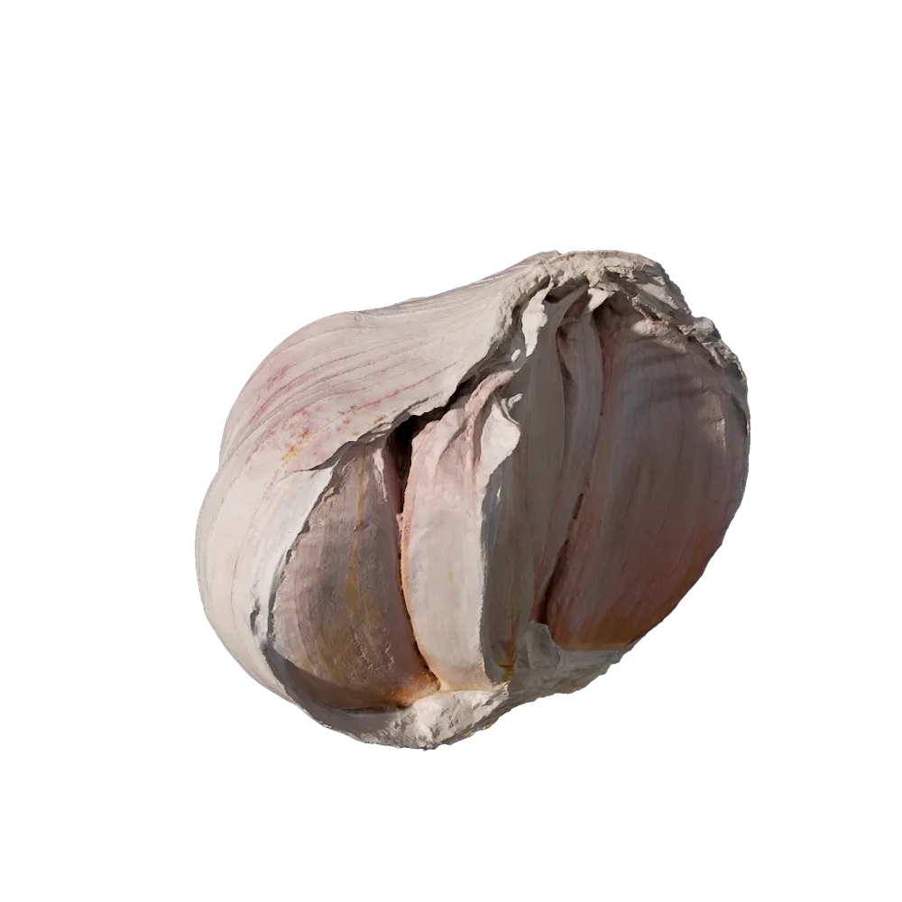 Allium Sativum