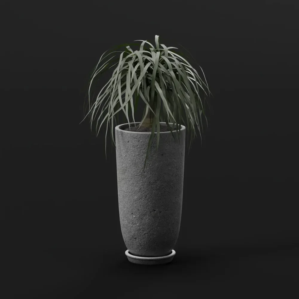 Ponytail Palm In Stone Planter