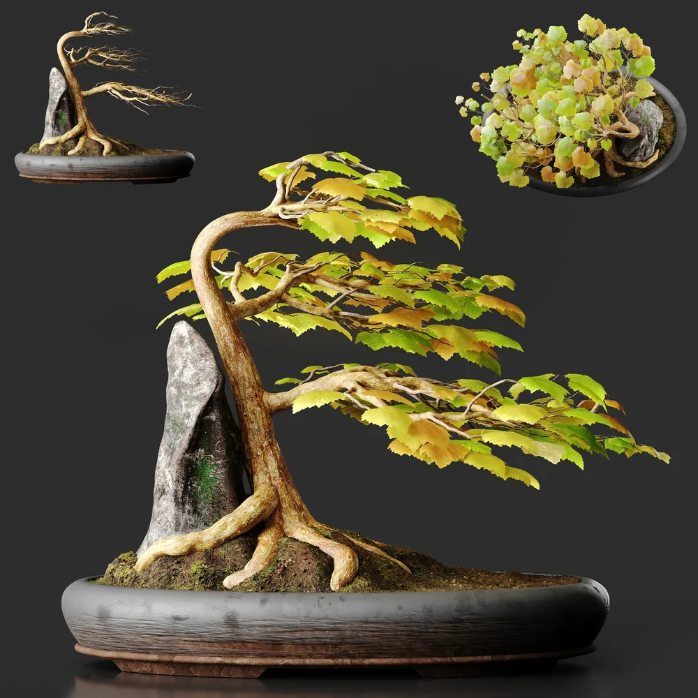 Windswept Sycamore Bonsai - Fukinagashi