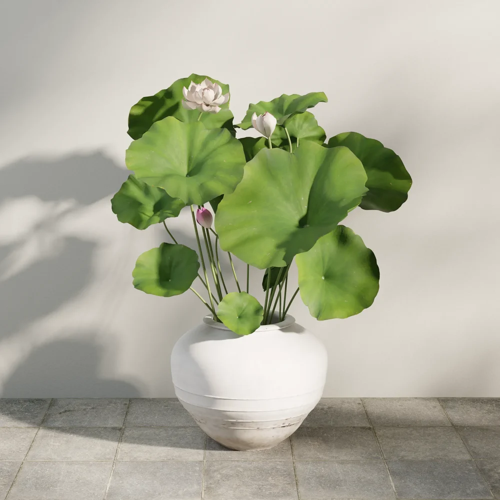 Lotus In Antique Vase