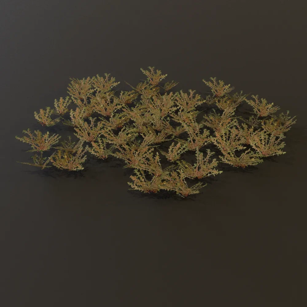 Ground Cover Grass Patch