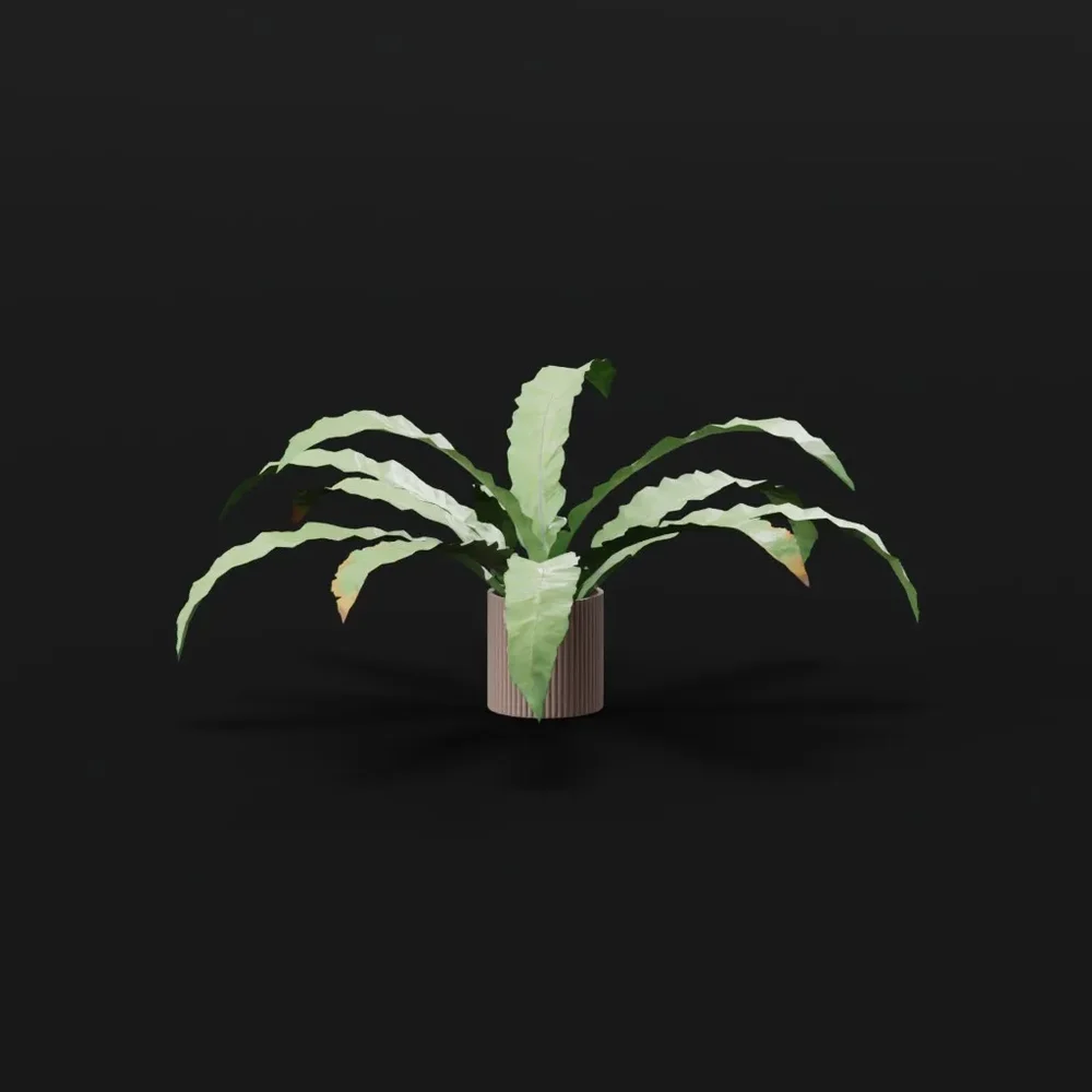 Hart Tongue Fern Med Potted