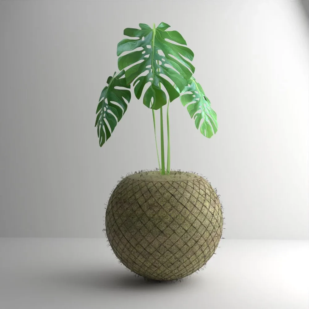 Monstera On Mossball (Kokedama)