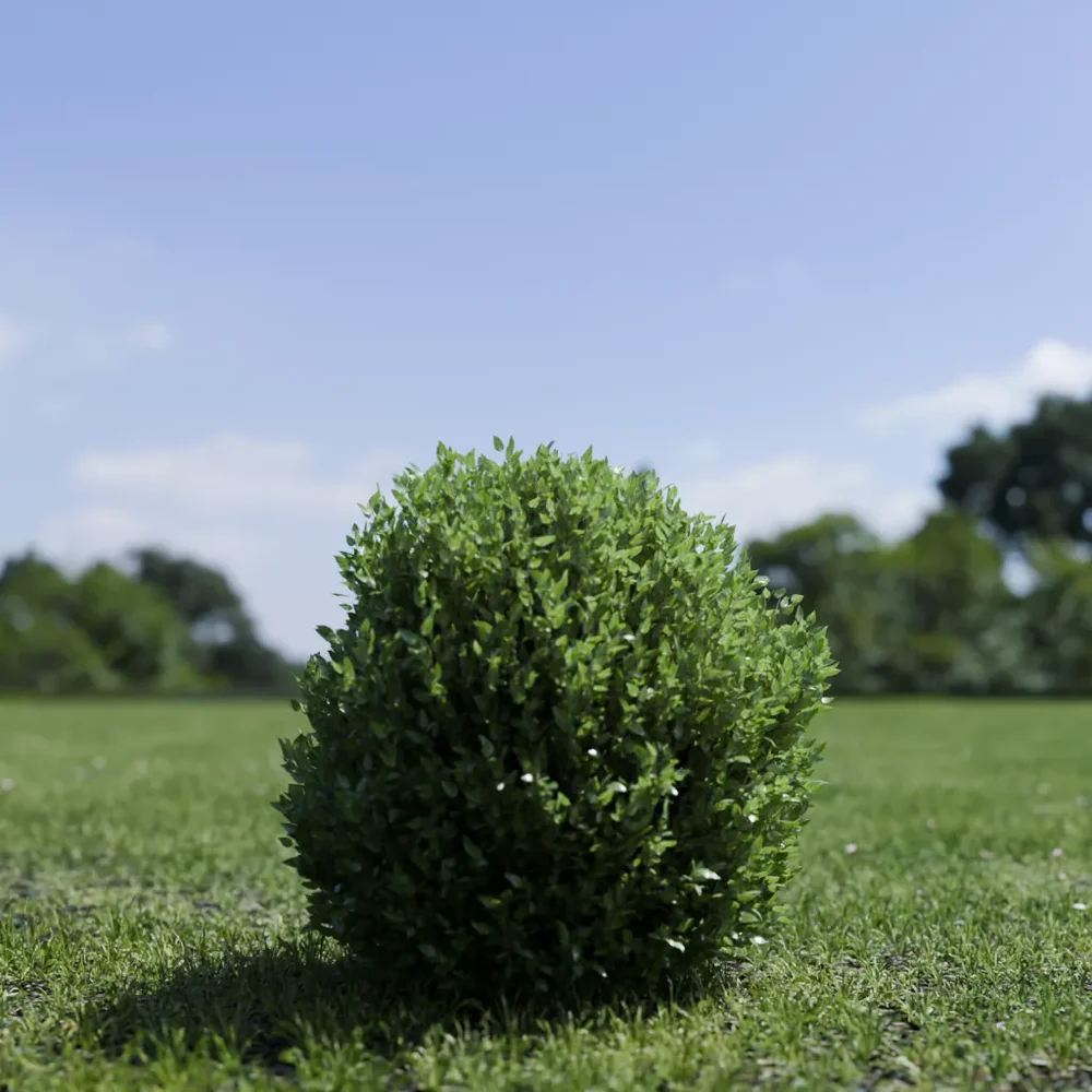 Shurb - Buxtussempervirens Boxwood