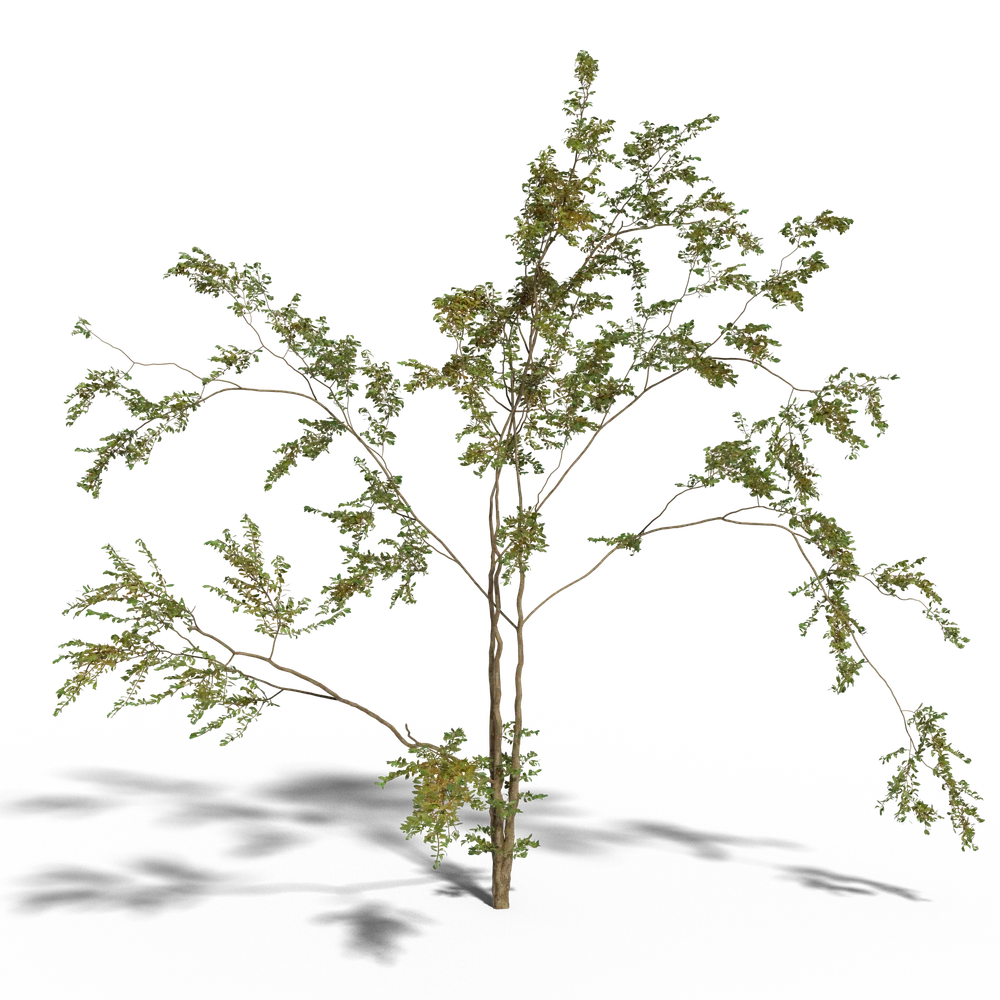 Combretum Molle Tree