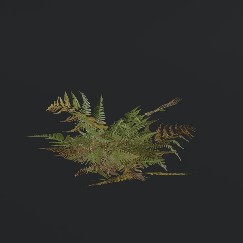 Small Fern B1
